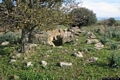 Silanus-Tomba di giganti di Santa Sarbana I: resti della tomba Silanus-Tomba di giganti di Santa Sarbana I: resti della tomba