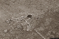 Silanus-Tomba di giganti di S'Abbaia: i resti della tomba Silanus-Tomba di giganti di S'Abbaia: i resti della tomba