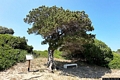 Tertenia-Il ginepro fenicio sulla spiaggia di Melisenda Tertenia-Il ginepro fenicio sulla spiaggia di Melisenda