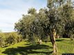 Escolca: agricoltura: gli uliveti di Escolca