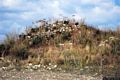 Escolca-resti del nuraghe complesso su Nuraxi Mannu