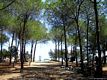 Orosei: Cala Ginepro: la pineta