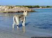 Sant'Anna Arresi-Il porto Pino: la dog beatch di Porto Pino Sant'Anna Arresi-Il porto Pino: la dog beatch di Porto Pino
