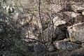 Tortol&igrave;-Arbatax: resti del protonuraghe o nuraghe a corridoio del Monte Terli