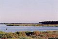 Arborea-Lo stagno e la pineta di S’Ena Arrubia da dove si passa dall’ambiente stagno alla fascia di transizione, poi alle dune, e infine alla pineta