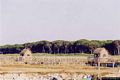 Arborea-Veduta parziale dei lavorieri della peschiera di S’Ena Arrubiacon sullo sfondo la pineta d’Arborea