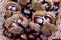 Aritzo-La produzione delle castagne di Aritzo