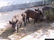 Porto Torres-Fauna dell’Asinara: cinghiali