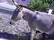 Porto Torres-Fauna dell’Asinara: asinello sardo