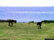 Porto Torres-Fauna dell’Asinara: cavalli selvaggi