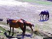 Porto Torres-Fauna dell’Asinara: cavalli selvaggi Porto Torres-Fauna dell’Asinara: cavalli selvaggi