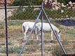 Porto Torres-Fauna dell’Asinara: asinelli albini dell’Asinara