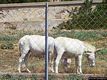 Porto Torres-Fauna dell’Asinara: asinelli albini dell’Asinara