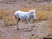 Porto Torres-Fauna dell’Asinara: una bella inquadratura di un asinello albino dell’Asinara Porto Torres-Fauna dell’Asinara: una bella inquadratura di un asinello albino dell’Asinara