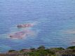 Porto Torres: l’Asinara: i colori del mare di Cala reale Porto Torres: l’Asinara: i colori del mare di Cala reale