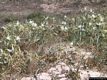 Porto Torres: l’isola Asinara: gigli selvatici sulla spiaggia di Cala Sabina