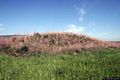 Baradili: i resti del nuraghe semplice Candeli