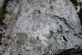 Baunei-Tracce fossili attribuibili a un dinosauro in territorio di Baunei