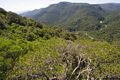 Bitti-La foresta demaniale di Sos littos-Sas Tumbas