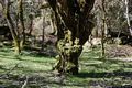 Bolotana: il bosco di Ortachis