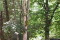 Bolotana: il parco di Badde Salighes