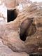 Bonorva-La necropoli di Sant’Andrea Priu: ingresso di una domus de janas