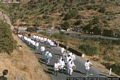 Bortigali-Festa di Santa Maria de Sauccu: partenza della processione