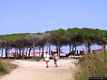 Budoni: agrustos: il pineta e spiaggia di li Cupulatti