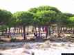 Budoni-spiaggia della Marina: il pineta dietro la spiaggia di Salamaghe