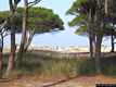 Budoni-Sa capannizza: la pineta di Sa capannizza