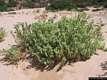 Buggerru: vegetazione spontanea sulla spiaggia di Cala Domestica
