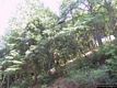Bultei: la Foresta Demaniale