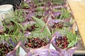 Burcei-Sagra della Ciliegia