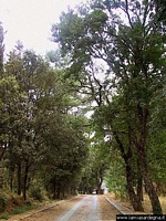 Burgos-Foresta di Burgos: vialetto interno che porta alla piccola chiesa di San Salvatore