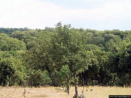 Foresta di Burgos: cavalli anglo-arabosardi nell’Istituto di Incremento Ippico sardo