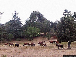 Burgos-Foresta di Burgos: cavalli anglo-arabosardi nell’Istituto di Incremento Ippico sardo