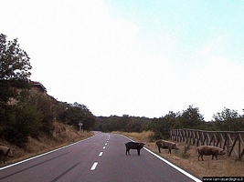 Burgos-Foresta di Burgos: attraversamento maiali