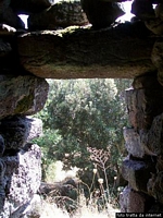 Burgos-Foresta Burgos: il nuraghe di S’Unghiedda Burgos-Foresta Burgos: il nuraghe di S’Unghiedda