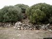 Busachi-resti del nuraghe Santa Marra