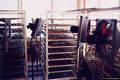 Cabras-Stanza di stagionatura della bottarga