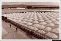 Cagliari-Saline di Stato: le saline in attivit&agrave; in una foto d&rsquo;epoca