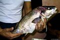 Cagliari-trattoria Lillicu: anni Novanta la proposta di pesce fresco