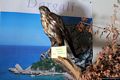 Cala Gonone-Museo della Foca Monaca: il poiana