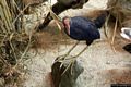Cala Gonone-Museo della Foca Monaca: il pollo sultano