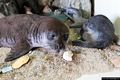 Cala Gonone-Museo della Foca Monaca: ricostruzione della femmina di Foca Monaca con il piccolo Cala Gonone-Museo della Foca Monaca: ricostruzione della femmina di Foca Monaca con il piccolo