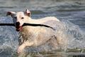 Dorgali- S’Abba Meica: la spiaggia per cani a S’Abba Meica Dorgali- S’Abba Meica: la spiaggia per cani a S’Abba Meica
