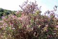 Dorgali-Cala Luna: gli oleandri rosa
