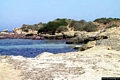 Calasetta: vegetazione sugli scogli della spiaggia Grande Calasetta: vegetazione sugli scogli della spiaggia Grande