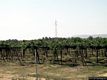 Alghero: i Piani: vigne delle tenute Sella & Mosca