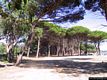 Alghero: la pineta di Mugoni